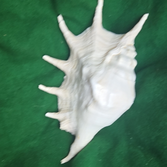 Large Seashell Decor - Picture 3 of 6